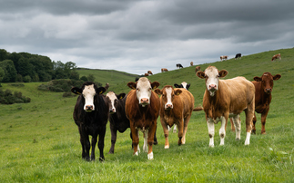 Study: Scottish farmers facing barriers to taking part in agri-environment schemes