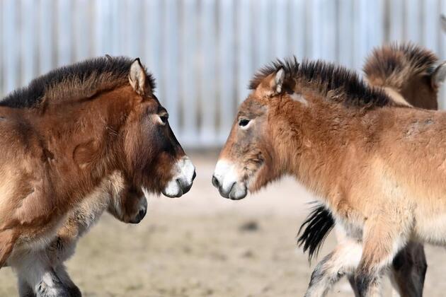 EcoChina | Decades of effort see Przewalski's horses return to the wild in NW China