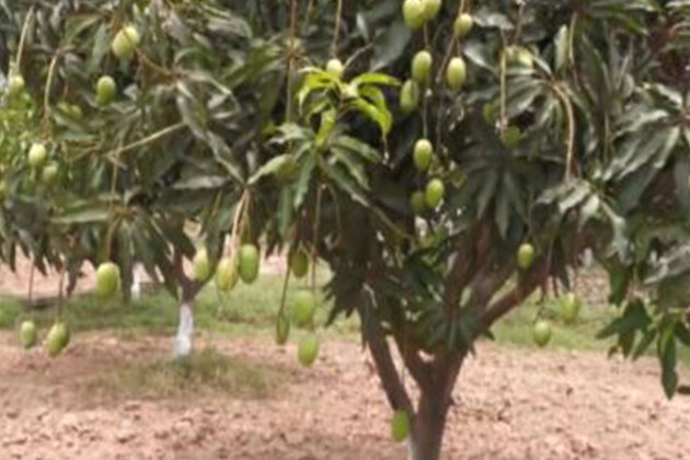 Dasheri mango farmers enthused after PM Modi highlights mango cultivators in Mann Ki Baat