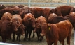 Cattle update: numbers slip