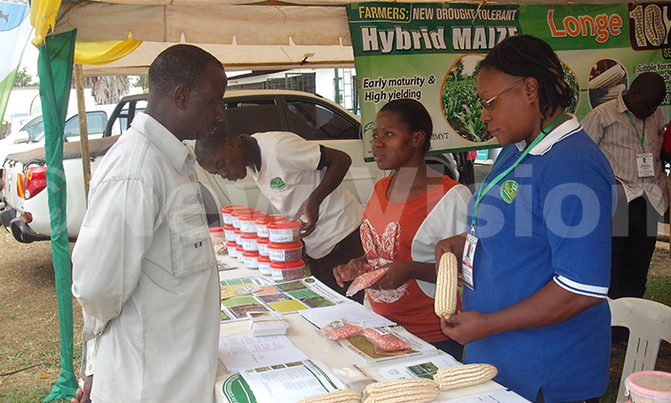 National Agricultural Research Organisation (NARO) develops new hybrid maize National Agricultural Research Organisation (NARO) develops new hybrid maize
