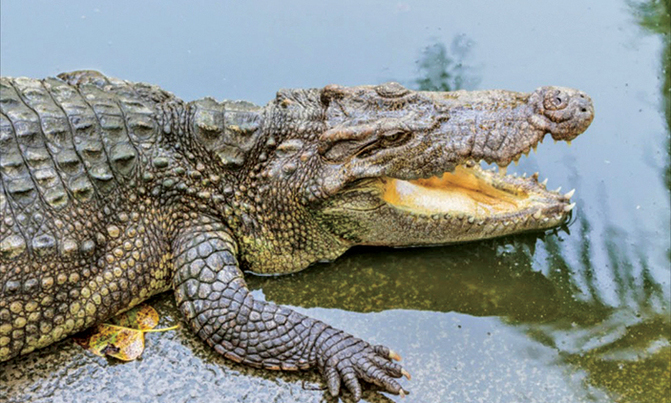 Woman killed by crocodile on Lake Albert shores Woman killed by crocodile on Lake Albert shores