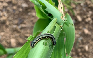 Agronomists are advising growers to remain vigilant for maize pests