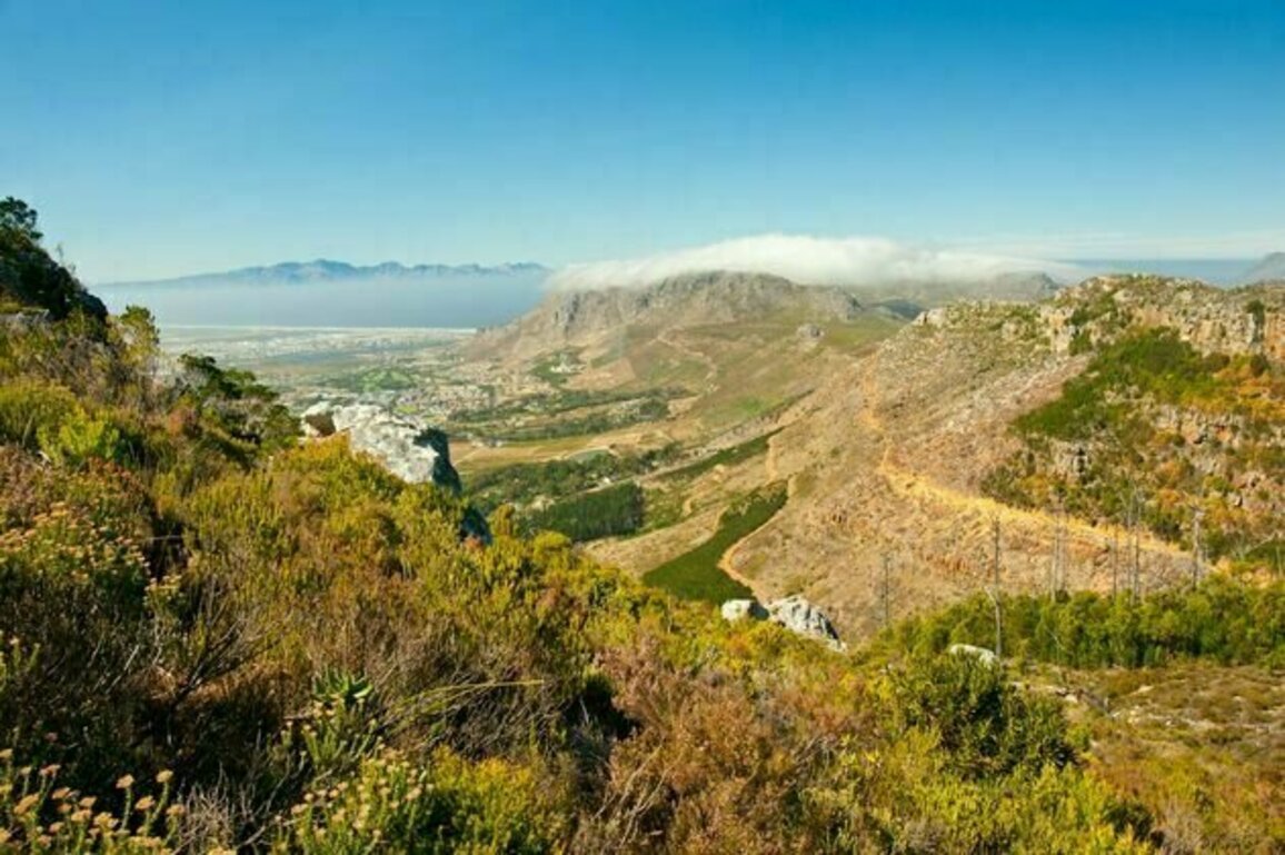Lost fynbos seeds from underground 'time capsules' in South Africa can grow again - new study