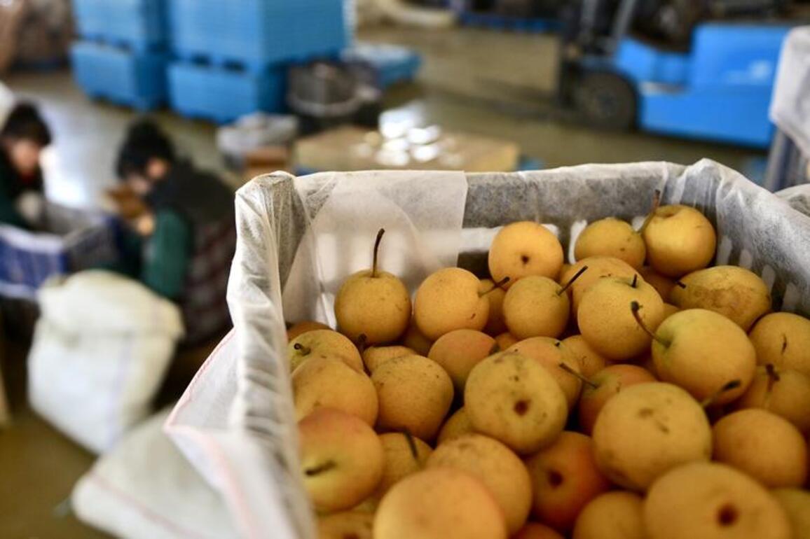 Economy&Life | Nanguo pear processing enters peak season in NE China's Anshan