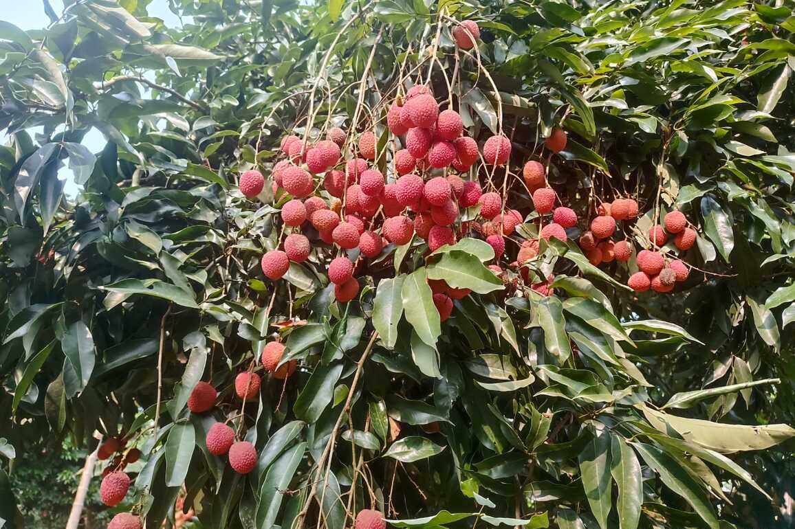 APEDA facilitates first export of GI-tagged Tezpur Litchi from Assam to Dubai