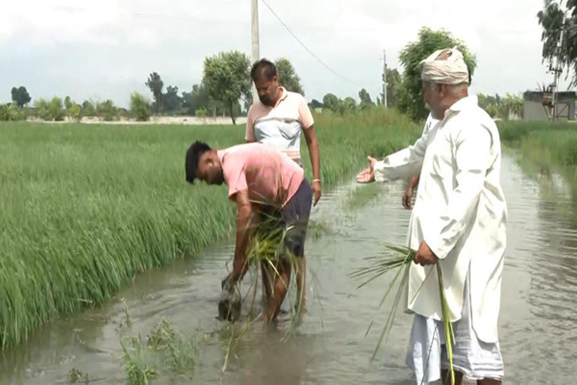 Punjab farmers suffer crop losses as Satluj water enters fields in Fazilka; Govt. establishes relief centres for flood-affected people