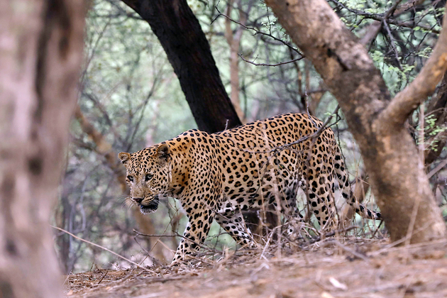 India strengthens conversation of wild cat through Clouded Leopard Conservation Action Plan