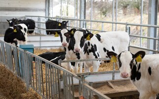 Post weaning management key for healthy calf growth