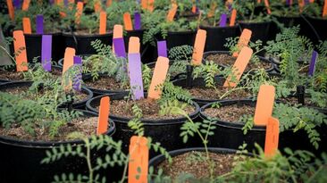 CSIRO said AI can help it target new, sustainable crops.