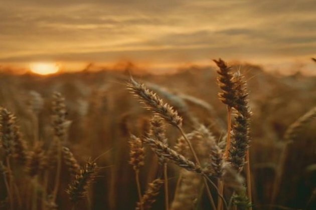 Poor harvest projected to increase hungry North Korea's hardships
