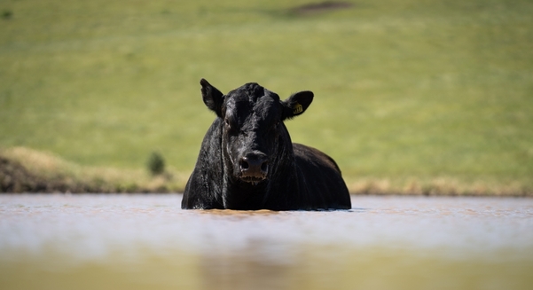 Recent research has highlighted the agricultural sector as among the most heat-exposed industries in Australia.