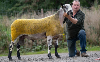 Bluefaced Leicester record smashed at Ballymena