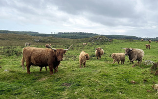 Diversifying into agritourism reaps rewards for Beltex record holders