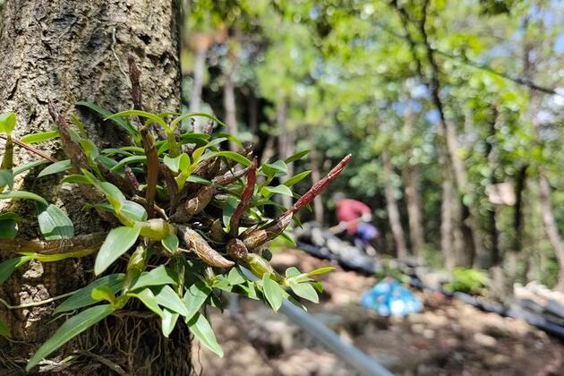 In Chinese mountain county, wellness tours make bitter TCM sweet