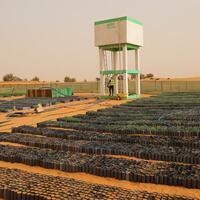Chinese desert control edge boosts Mauritanian green efforts