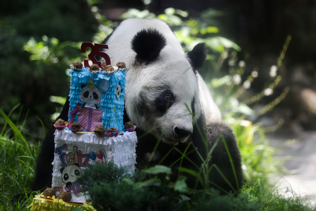MEXICO-MEXICO CITY-GIANT PANDA-BIRTHDAY CELEBRATION