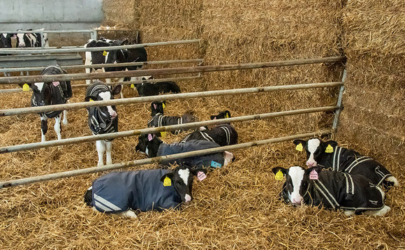 "Scour is the top cause of death in calves under one-month-old"