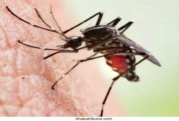 Mosquito Menace: 1,705 killed last year, 210 lives lost so far in 2024