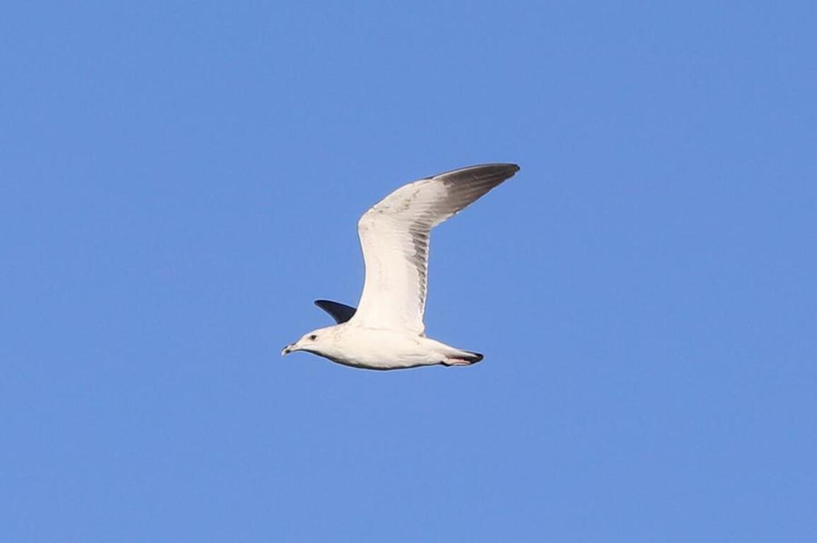 Jordan safeguards millions of migratory birds journeying along vital flyway
