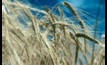  New barley and wheat varieties have been added to Master Lists. Image courtesy DPIRD