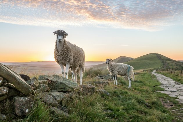 Britain needs to grow more trees - are sheep farms the answer?