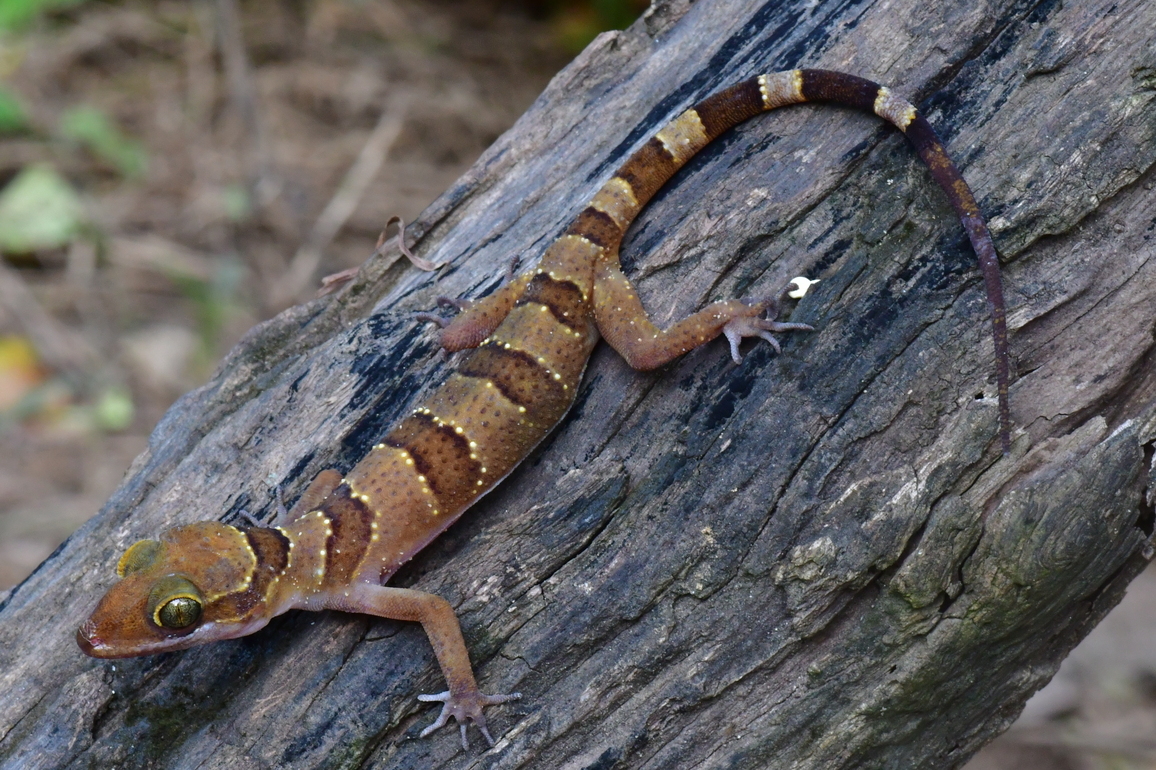 AMBODIA-KAMPONG SPEU-NEW GECKO SPECIES-DISCOVERY