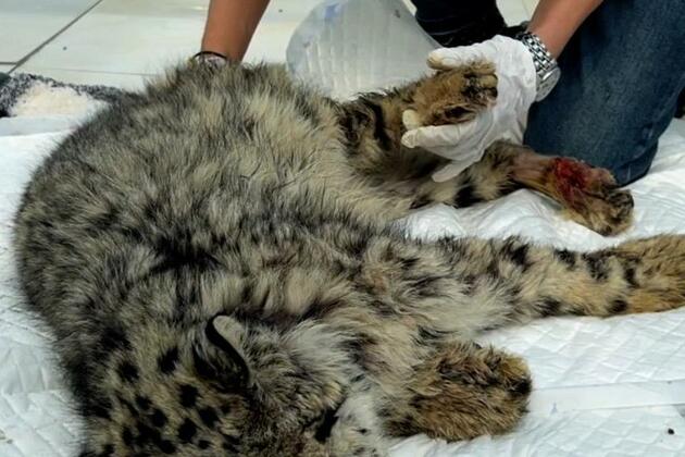 Awakening of life: Injured snow leopard cub fights for survival in northwest China