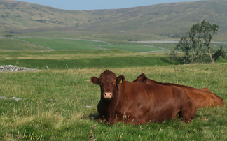 Cattle grazing boosts nature recovery in Yorkshire Dales 