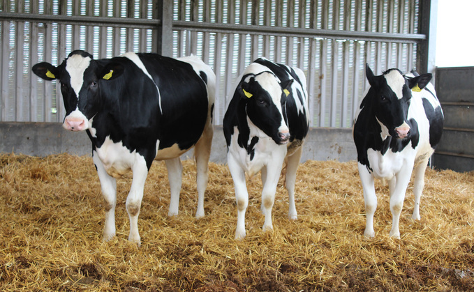 At Stowell Farms, heifers are currently calved in at 24 months with the aim to reduce that to 23 months.