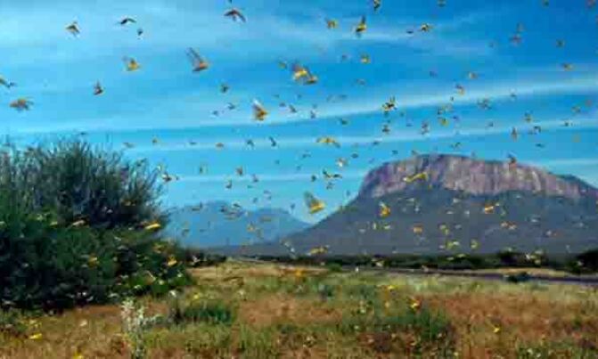 Locusts invade Amudat, spreading to Nabilatuk, Nakapiripirit Locusts invade Amudat, spreading to Nabilatuk, Nakapiripirit