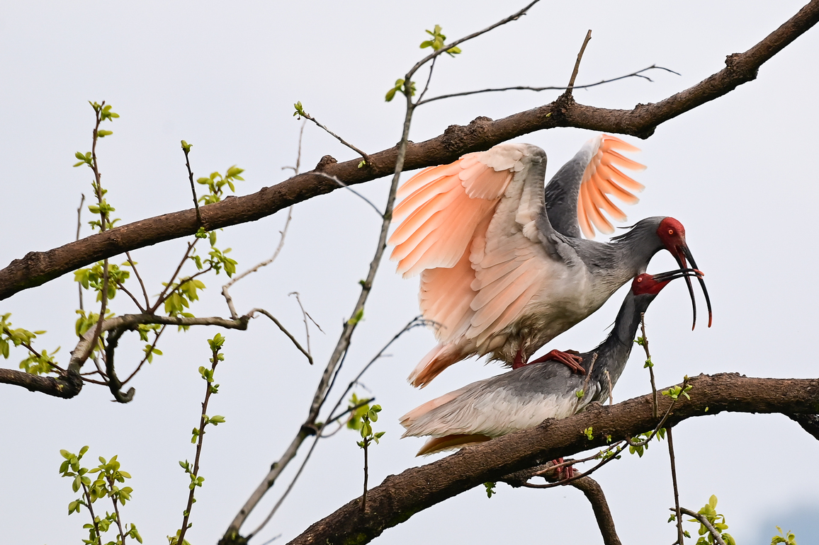 (EcoChina) CHINA-SHAANXI-YANGXIAN COUNTY-CRESTED IBIS-BREEDING SEASON (CN)