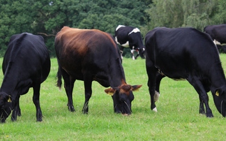 Genomic testing introduced for cross-bred dairy herds