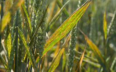 Understanding the mechanisms of varietal yellow rust resistance