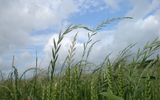 Advice to growers following detection of glyphosate resistant weed in Kent