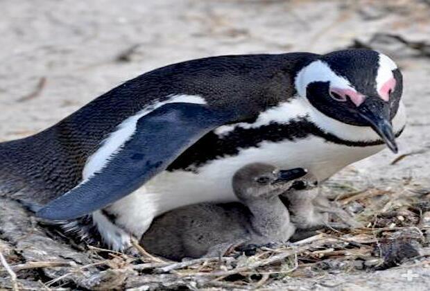 Officials: endangered penguin successfully bred at Arizona aquarium