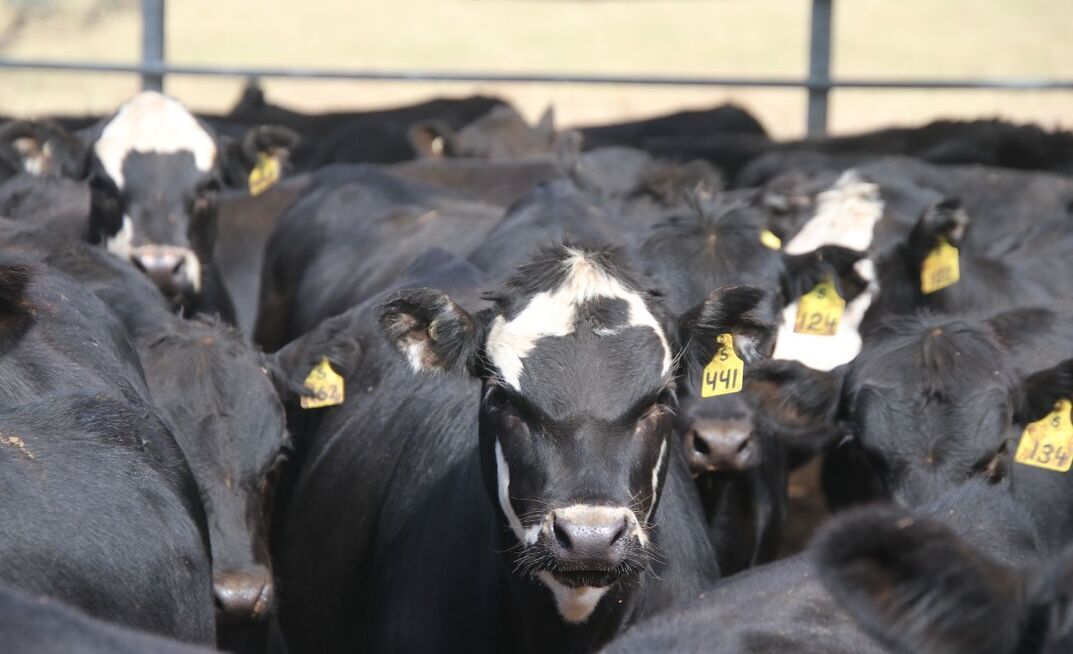 Heterosis is expressed in crossbred animals due to the increase in genetic diversity when multiple breeds are used. 