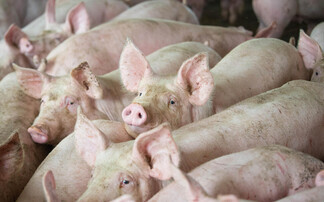 Europe gives some hope for better pig prices