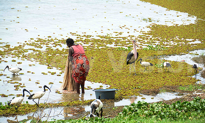 Lake Albert chokes on waste Lake Albert chokes on waste