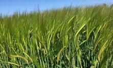  A new company called MaltCo from the demerger of GrainCorp will focus on growth in demand for malting barley. Picture courtesy DPIRD.