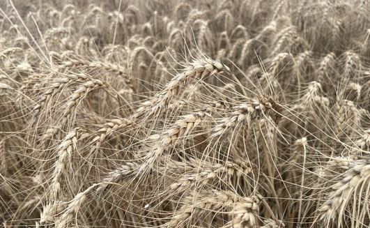 A wet start to summer has hindered some crop harvesting.