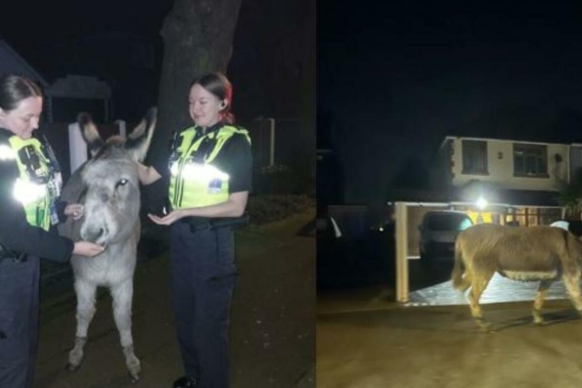 Escaped donkey rescued by police in Bloxwich, Walsall