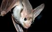  The Pilbara Ghost bat