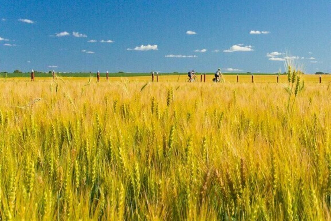 Major Cereal Crops Fall Behind Because of Climate Change, Study Shows