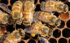 Teenagers damage machinery on farm and vandalise hive boxes killing more than 3,000 bees