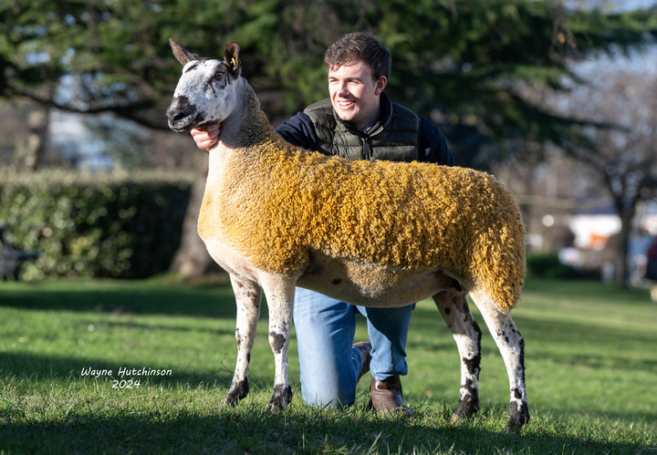 Gimmer from Beeches flock which sold for 3,200gns