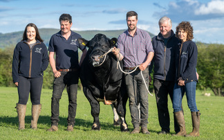 More to the Almeley Blues herd than their colour  