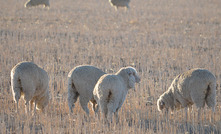 NFF passes vote of no confidence in the Federal Government, citing the timeline to shut down the live sheep trade as the "final straw". Credit: Mark Saunders.