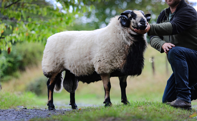 A Torddu shearling ram from Gareth Jones, Felingwm, Carmarthen, which sold for 3,100gns.