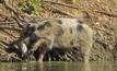 Feral pig numbers increase three-fold